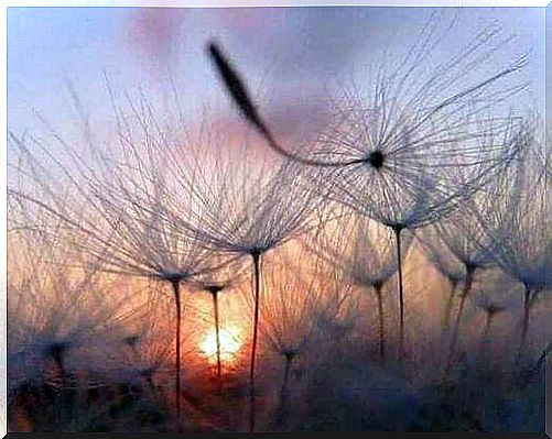 Dried out dandelions