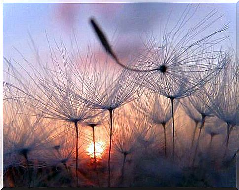 dandelions