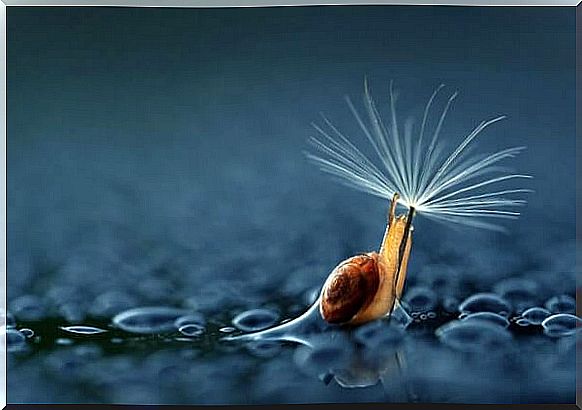 Snail Walking With A Dandelion Through The Rain Symbolizing The Waterfall Of Tears We Leave When We Cry Heartbreakingly