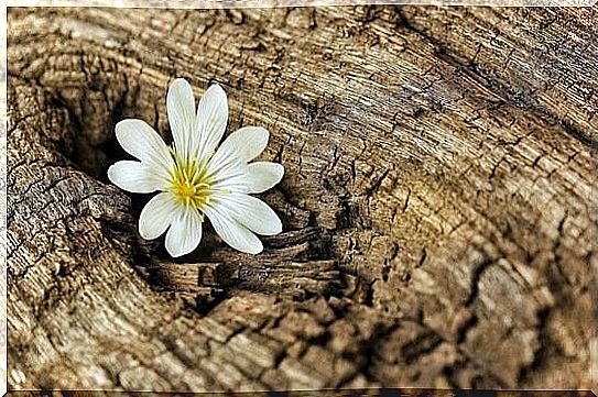 Flower growing from tree trunk