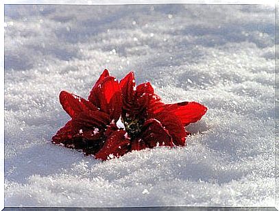 Flower in the Snow