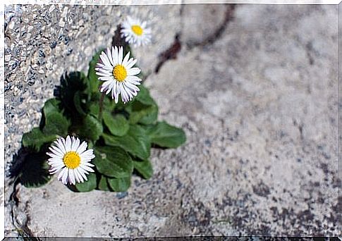 Flowers that grow out of stone