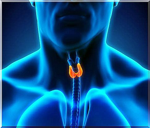 Picture of the thyroid gland