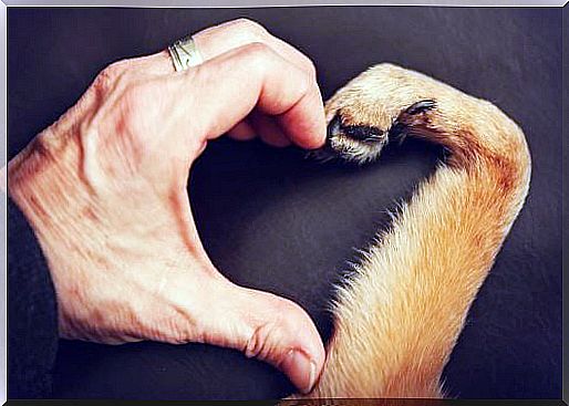 A Man's Hand And Dog's Paw That Together Form A Heart Before The Dog Has To Go Over The Rainbow Bridge