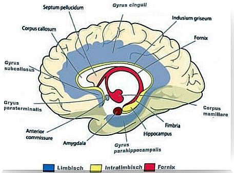 The limbic system of the brain