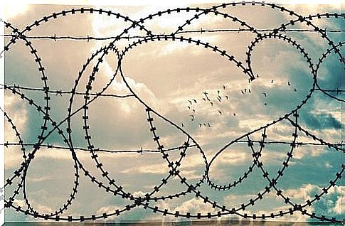 Barbed wire in the shape of a heart in which a flock of birds flies